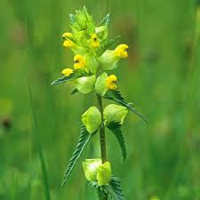 Attēlu rezultāti vaicājumam “Rhinanthus minor flower”