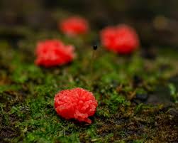 Attēlu rezultāti vaicājumam “Tubifera montana”