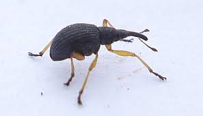Image result for Coleoptera Curculionoidea