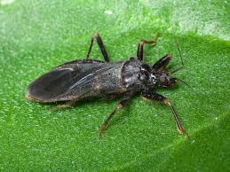 Attēlu rezultāti vaicājumam “Reduvius personatus”