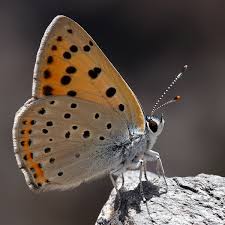 Attēlu rezultāti vaicājumam “Lycaena alciphron female”
