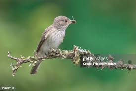 Attēlu rezultāti vaicājumam “Muscicapa striata adult”