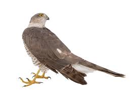 Attēlu rezultāti vaicājumam “Accipiter nisus female”