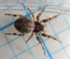 Attēlu rezultāti vaicājumam “Larinioides cornutus”