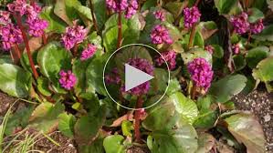 Image result for Bergenie