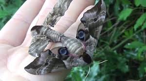 Attēlu rezultāti vaicājumam “Smerinthus ocellata”