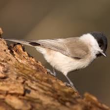 Attēlu rezultāti vaicājumam “Poecile palustris”