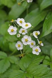 Attēlu rezultāti vaicājumam “Fragaria moschata flower”