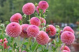 Image result for Dahlia x pinnata `Pompon Lilliput`