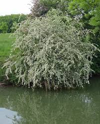 Attēlu rezultāti vaicājumam “Crataegus monogyna subsp. nordica”
