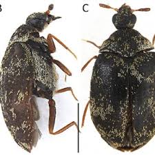 Attēlu rezultāti vaicājumam “Anthrenus museorum”