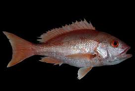 Image result for Lutjanus campechanus