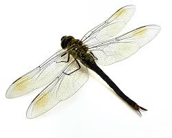 Attēlu rezultāti vaicājumam “Odonata”