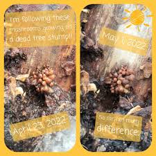 Attēlu rezultāti vaicājumam “Ophiostoma polyporicola”