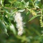 Attēlu rezultāti vaicājumam “Salix triandra”