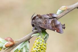 Attēlu rezultāti vaicājumam “Clostera pigra”