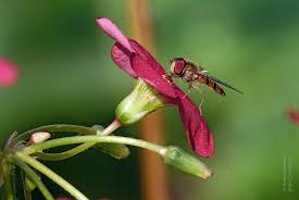 Attēlu rezultāti vaicājumam “Episyrphus balteatus”