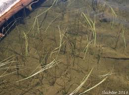 Attēlu rezultāti vaicājumam “Sparganium minimum”