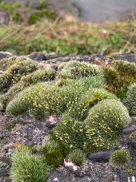 Attēlu rezultāti vaicājumam “Grimmia pulvinata sporophyte”