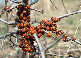 Attēlu rezultāti vaicājumam “Hippodamia notata”