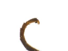 Attēlu rezultāti vaicājumam “Atylotus sp.”