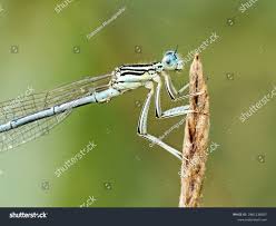 Attēlu rezultāti vaicājumam “Platycnemis pennipes”