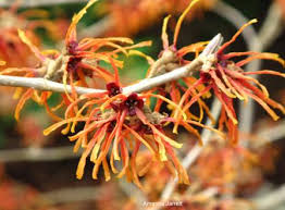 Attēlu rezultāti vaicājumam “Hamamelis mollis flower”