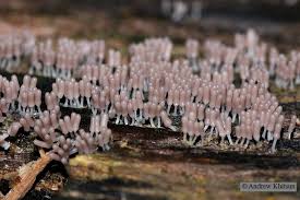 Attēlu rezultāti vaicājumam “Arcyria denudata macro”