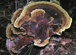 Attēlu rezultāti vaicājumam “Polypores”