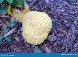 Attēlu rezultāti vaicājumam “Lignydium muscorum young”