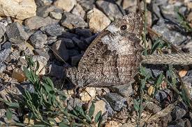 Attēlu rezultāti vaicājumam “Hipparchia alcyone underside”