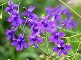 Attēlu rezultāti vaicājumam “Consolida regalis leaf”