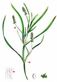 Attēlu rezultāti vaicājumam “Potamogeton compressus”