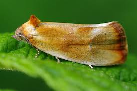 Attēlu rezultāti vaicājumam “Eulia ministrana”