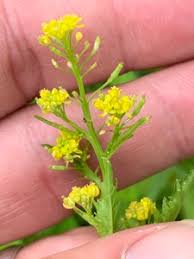 Attēlu rezultāti vaicājumam “Rorippa palustris leaf”