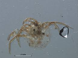 Attēlu rezultāti vaicājumam “Hydrachna”