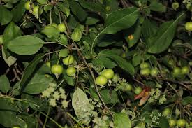 Attēlu rezultāti vaicājumam “Malus prunifolia fruit”