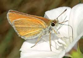 Attēlu rezultāti vaicājumam “Thymelicus lineola male”