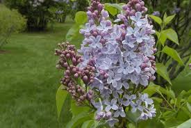 Attēlu rezultāti vaicājumam “Syringa vulgaris fruit”
