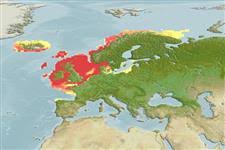 Image result for Microstomus kitt