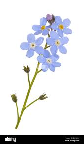Attēlu rezultāti vaicājumam “Myosotis sparsiflora flower”