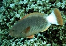 Image result for Chlorurus perspicillatus