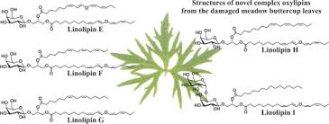 Attēlu rezultāti vaicājumam “Ranunculus acris leaf”