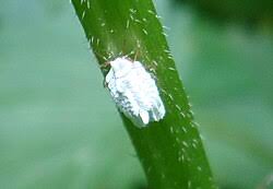 Attēlu rezultāti vaicājumam “Orthezia urticae”