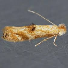 Attēlu rezultāti vaicājumam “Bucculatrix rhamniella”