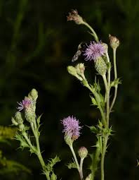 Attēlu rezultāti vaicājumam “Cirsium arvense fruit”
