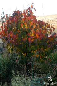 Attēlu rezultāti vaicājumam “Prunus (plum-tree)”