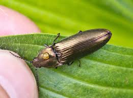 Attēlu rezultāti vaicājumam “Ctenicera pectinicornis male”