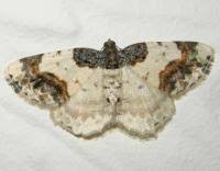 Attēlu rezultāti vaicājumam “Ligdia adustata”