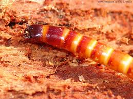 Attēlu rezultāti vaicājumam “Melanotus sp.”